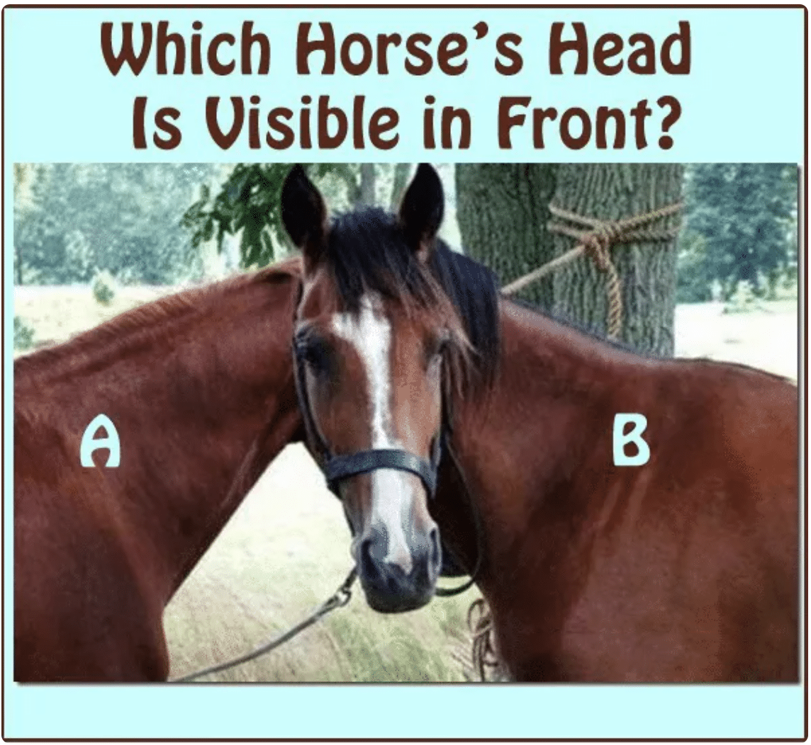 fun-picture-riddle-which-horse-s-head-can-be-seen-in-front