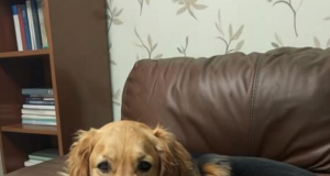 vid
