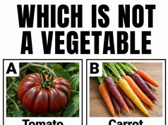 WHICH IS NOT A VEGETABLE?