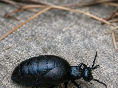 What is this thing?