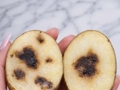 Are they rotten?
