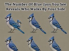Which Blue Jay Did You See First? Your Choice Reveals Who Walks Beside You Through Life