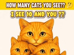 How Many Cats You See?