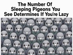 The Number Of Sleeping Pigeons You See Determines If You’re Lazy