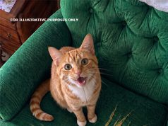 I Was About to Throw Away My Grandma’s Old Armchair — Then Her Cat Revealed What She Had Been Hiding Inside It for Years